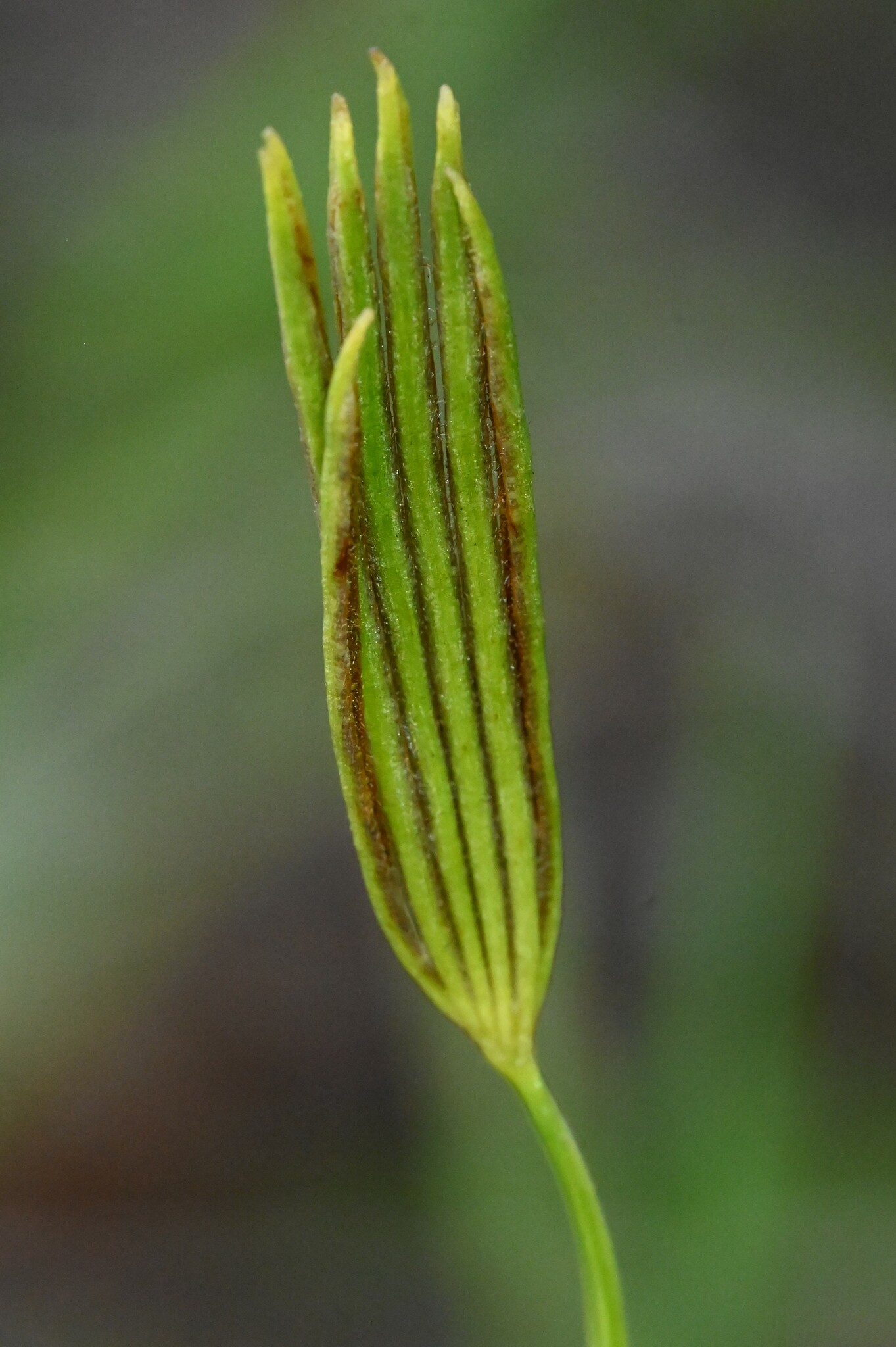 Actinostachys pennula