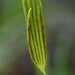 Actinostachys pennula - Photo (c) Robin Heymans,  זכויות יוצרים חלקיות (CC BY-NC), הועלה על ידי Robin Heymans