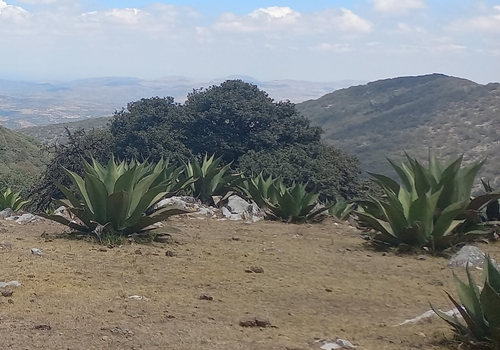 Agave crassispina Trel.