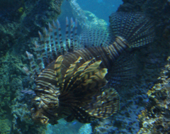 Pterois