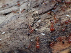 Pseudosinella rolfsi