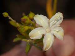 Jacquemontia havanensis