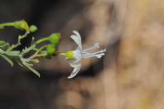Jacquemontia havanensis