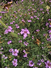 Glandularia lilacina