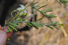 Jacquemontia havanensis