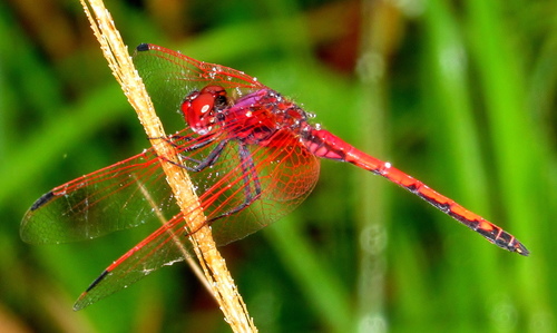 Red-veined Dropwing