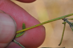 Jacquemontia havanensis