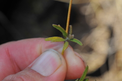 Jacquemontia havanensis