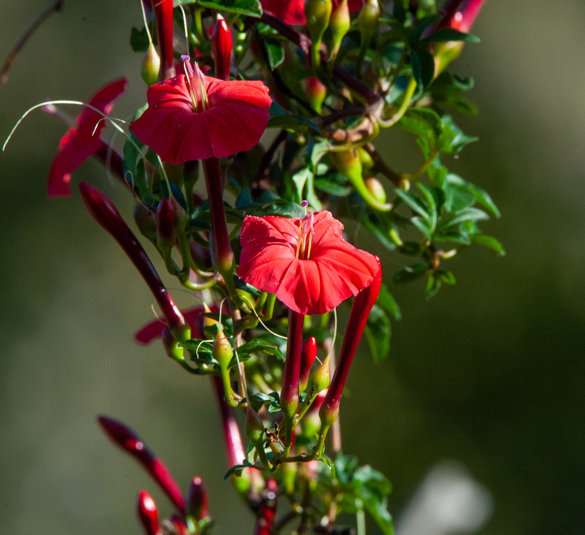 Ipomoea microdactyla