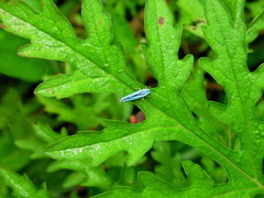 Poecilocarda cosmopolita