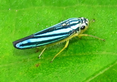 Poecilocarda cosmopolita