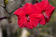Ipomoea microdactyla