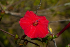 Ipomoea microdactyla