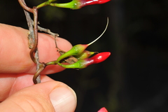 Ipomoea microdactyla