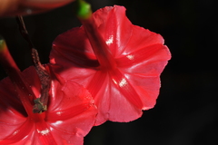 Ipomoea microdactyla