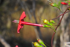 Ipomoea microdactyla