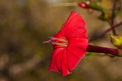 Ipomoea microdactyla