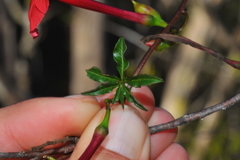 Ipomoea microdactyla