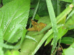 Abisares viridipennis