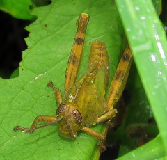 Abisares viridipennis