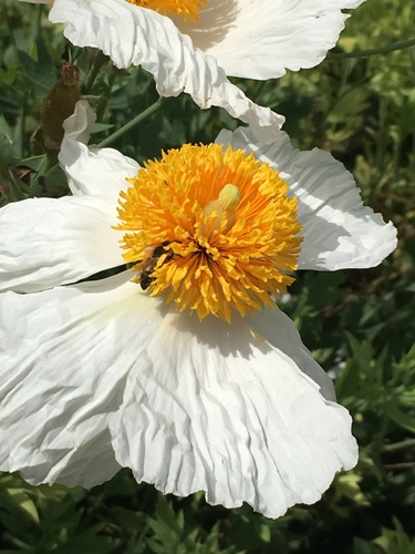 iNaturalist observation photo of Coulter's matilija poppy