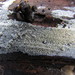 Hyphodontia - Photo (c) maricel patino, algunos derechos reservados (CC BY-NC), subido por maricel patino