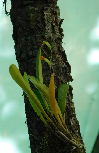 Stelis emarginata, photograph 1