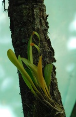 Stelis emarginata
