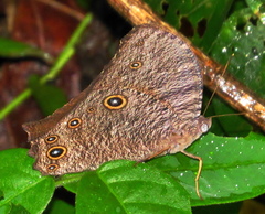 Melanitis leda leda