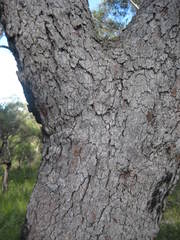 Corymbia gummifera