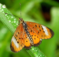 Acraea oncaea