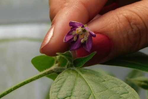 Capsicum pubescens
