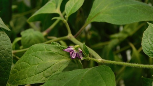 Capsicum pubescens