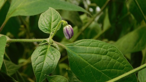Capsicum pubescens