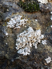 Physcia tribacia