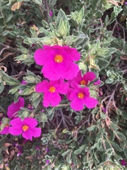 Cistus