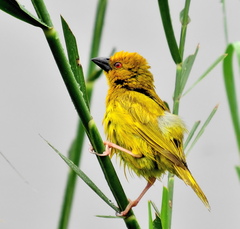 Ploceus subaureus subaureus