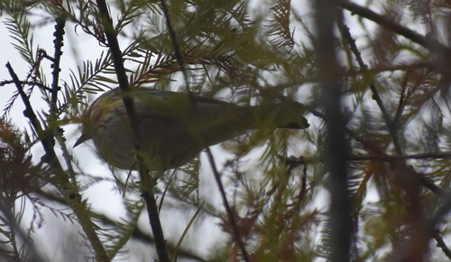 Setophaga coronata image
