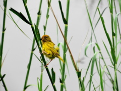 Ploceus subaureus subaureus