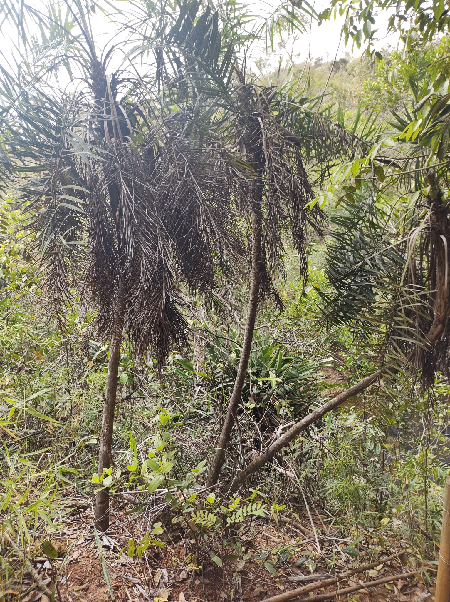 Imagem de Syagrus flexuosa (Mart.) Becc.