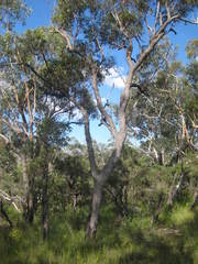 Corymbia gummifera