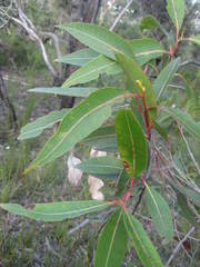 Corymbia gummifera
