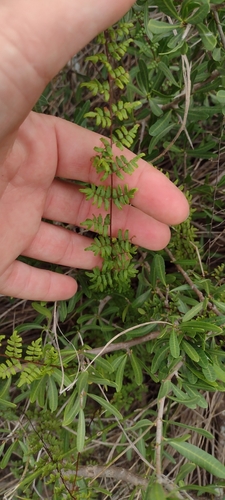 Adiantopsis tweedieana (Adiantopsis tweedieana)