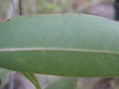 Corymbia gummifera