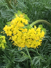 Lomatium caruifolium