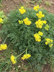 Lomatium caruifolium