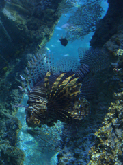 Pterois