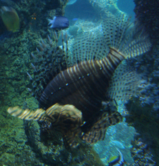 Pterois