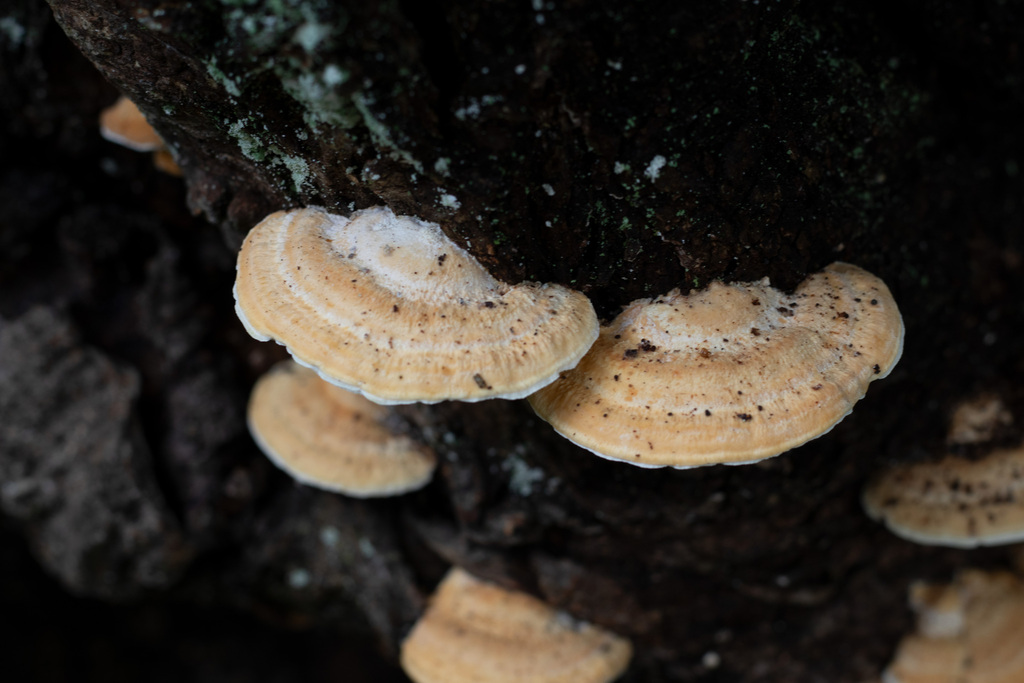 Truncospora ochroleuca · July 2023 · photo: © timur_kalininsky (iNaturalist, cc-by)