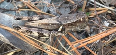 Melanoplus ponderosus